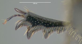 Media type: image;   Entomology 602112 Aspect: front tibia